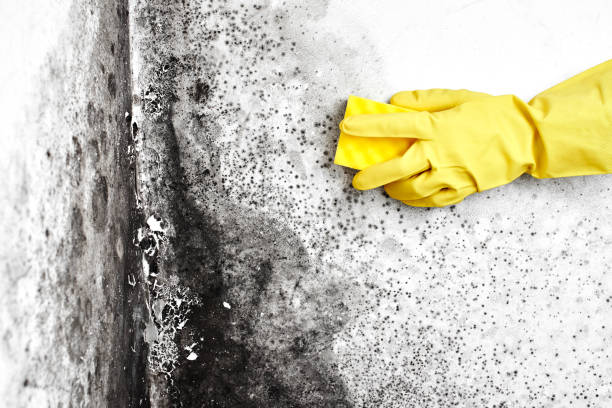 Best Environmental Consulting for Mold Prevention  in Moores Mill, AL