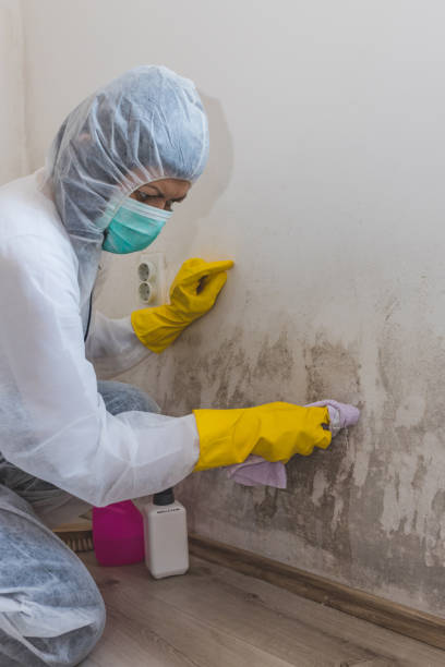 Professional Mold Removal in Moores Mill, AL