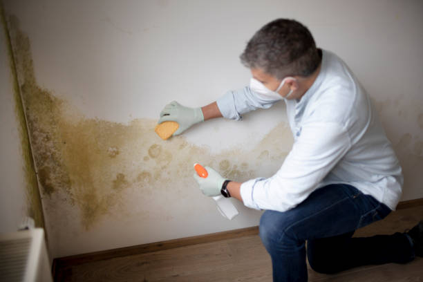 Best Mold Removal for HVAC Installations  in Moores Mill, AL