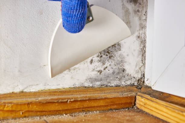 Best Indoor Air Quality Assessment  in Moores Mill, AL